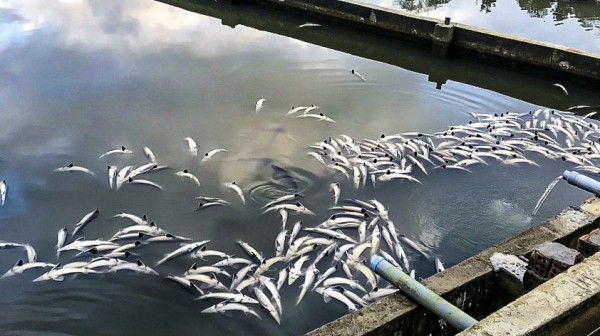 Cá tầm ở Măng Đen chết gần 45 tấn, thiệt hại gần 8 tỉ đồng