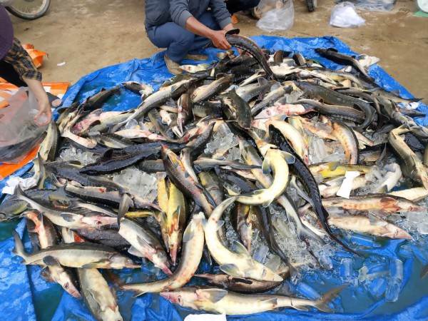 Cá tầm ở Măng Đen chết gần 45 tấn, thiệt hại gần 8 tỉ đồng