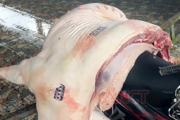 Cần Thơ: Phát hiện hàng trăm ký thịt nhiễm dịch tả heo châu Phi tại chợ Cần Thơ: Phát hiện hàng trăm ký thịt nhiễm dịch tả heo châu Phi tại chợ