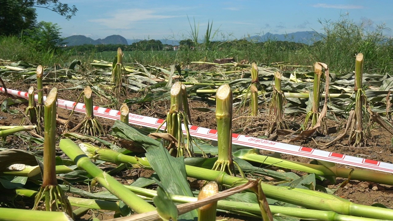 Cận cảnh bờ sông Chu bị sạt lở, đe dọa hàng trăm ngôi nhà