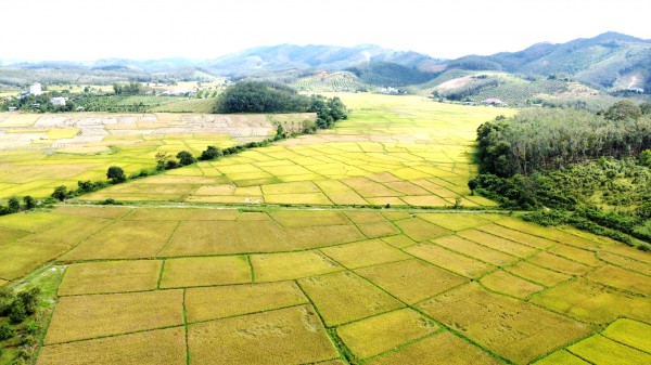 Cánh đồng lúa đẹp như tranh vẽ tại Đồng Nai Cánh đồng lúa đẹp như tranh vẽ tại Đồng Nai