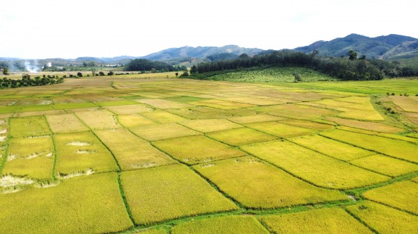 Cánh đồng lúa đẹp như tranh vẽ tại Đồng Nai Cánh đồng lúa đẹp như tranh vẽ tại Đồng Nai
