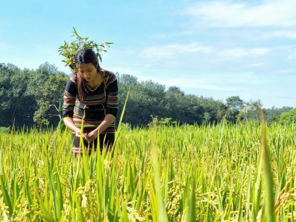 Cánh đồng lúa đẹp như tranh vẽ tại Đồng Nai Cánh đồng lúa đẹp như tranh vẽ tại Đồng Nai