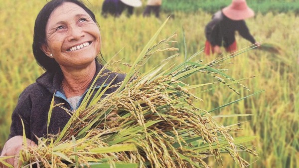 Cánh đồng lúa đẹp như tranh vẽ tại Đồng Nai Cánh đồng lúa đẹp như tranh vẽ tại Đồng Nai