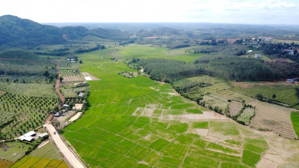 Cánh đồng lúa đẹp như tranh vẽ tại Đồng Nai Cánh đồng lúa đẹp như tranh vẽ tại Đồng Nai