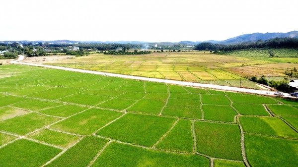 Cánh đồng lúa đẹp như tranh vẽ tại Đồng Nai Cánh đồng lúa đẹp như tranh vẽ tại Đồng Nai