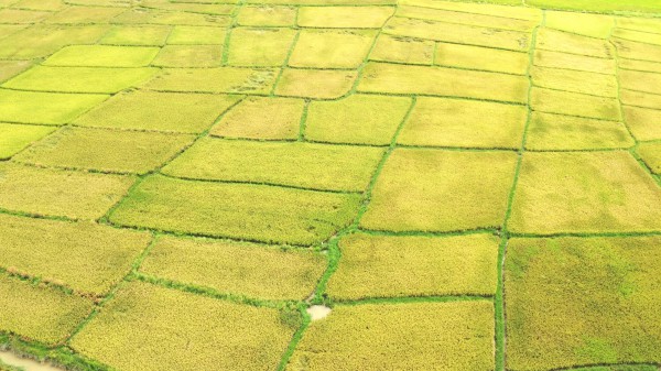 Cánh đồng lúa đẹp như tranh vẽ tại Đồng Nai Cánh đồng lúa đẹp như tranh vẽ tại Đồng Nai