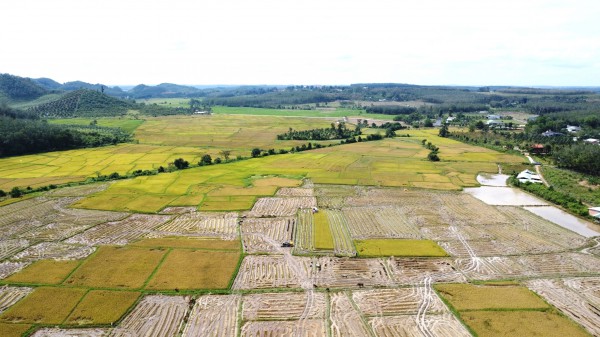 Cánh đồng lúa đẹp như tranh vẽ tại Đồng Nai Cánh đồng lúa đẹp như tranh vẽ tại Đồng Nai