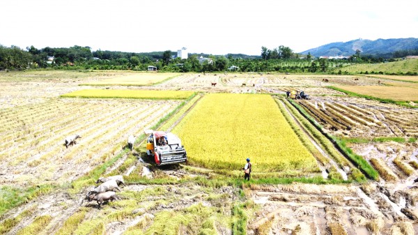 Cánh đồng lúa đẹp như tranh vẽ tại Đồng Nai Cánh đồng lúa đẹp như tranh vẽ tại Đồng Nai