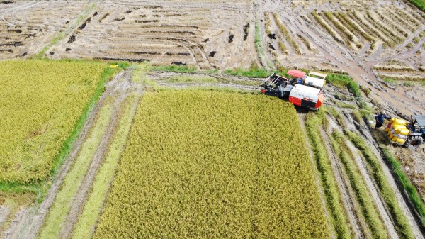 Cánh đồng lúa đẹp như tranh vẽ tại Đồng Nai Cánh đồng lúa đẹp như tranh vẽ tại Đồng Nai