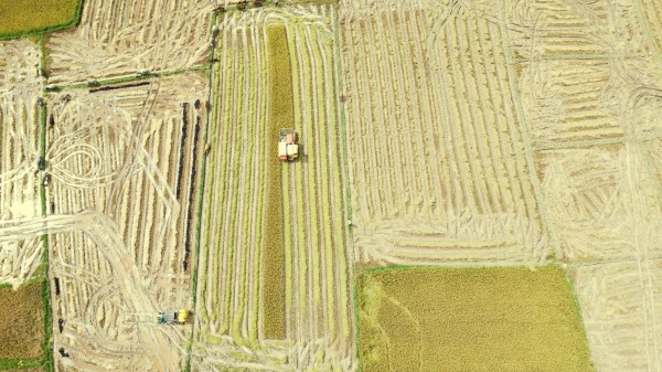 Cánh đồng lúa đẹp như tranh vẽ tại Đồng Nai Cánh đồng lúa đẹp như tranh vẽ tại Đồng Nai