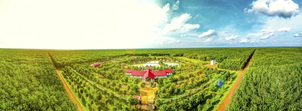 Cao su Chư Sê - Kampong Thom: Đơn vị đầu tiên trên thế giới đạt chứng nhận PEFC EUDR Cao su Chư Sê - Kampong Thom: Đơn vị đầu tiên trên thế giới đạt chứng nhận PEFC EUDR