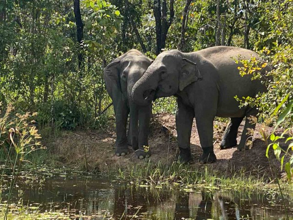 Cấp thiết bảo tồn voi: Du lịch thân thiện với voi