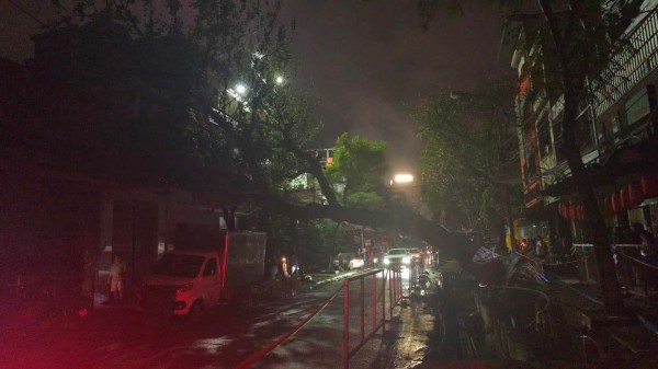 Cây cổ thụ bật gốc đè nhà dân nghi do đào đường thi công dự án