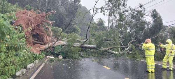 Cây cổ thụ ngã ở đèo Mimosa đè trúng ô tô