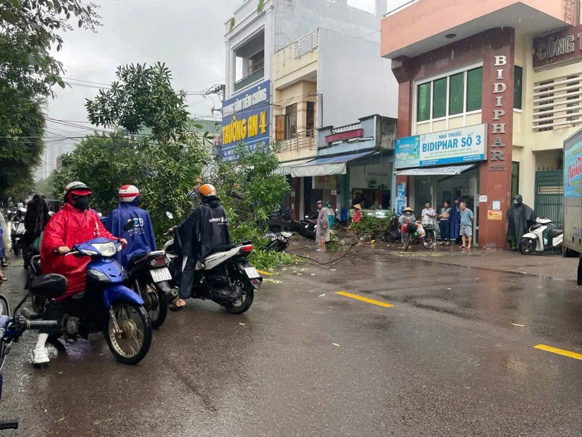 Cây hoa sữa lớn bật gốc ngã đè người đi đường