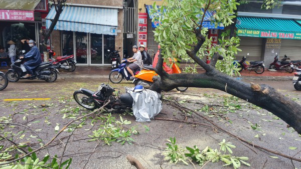 Cây hoa sữa lớn bật gốc ngã đè người đi đường