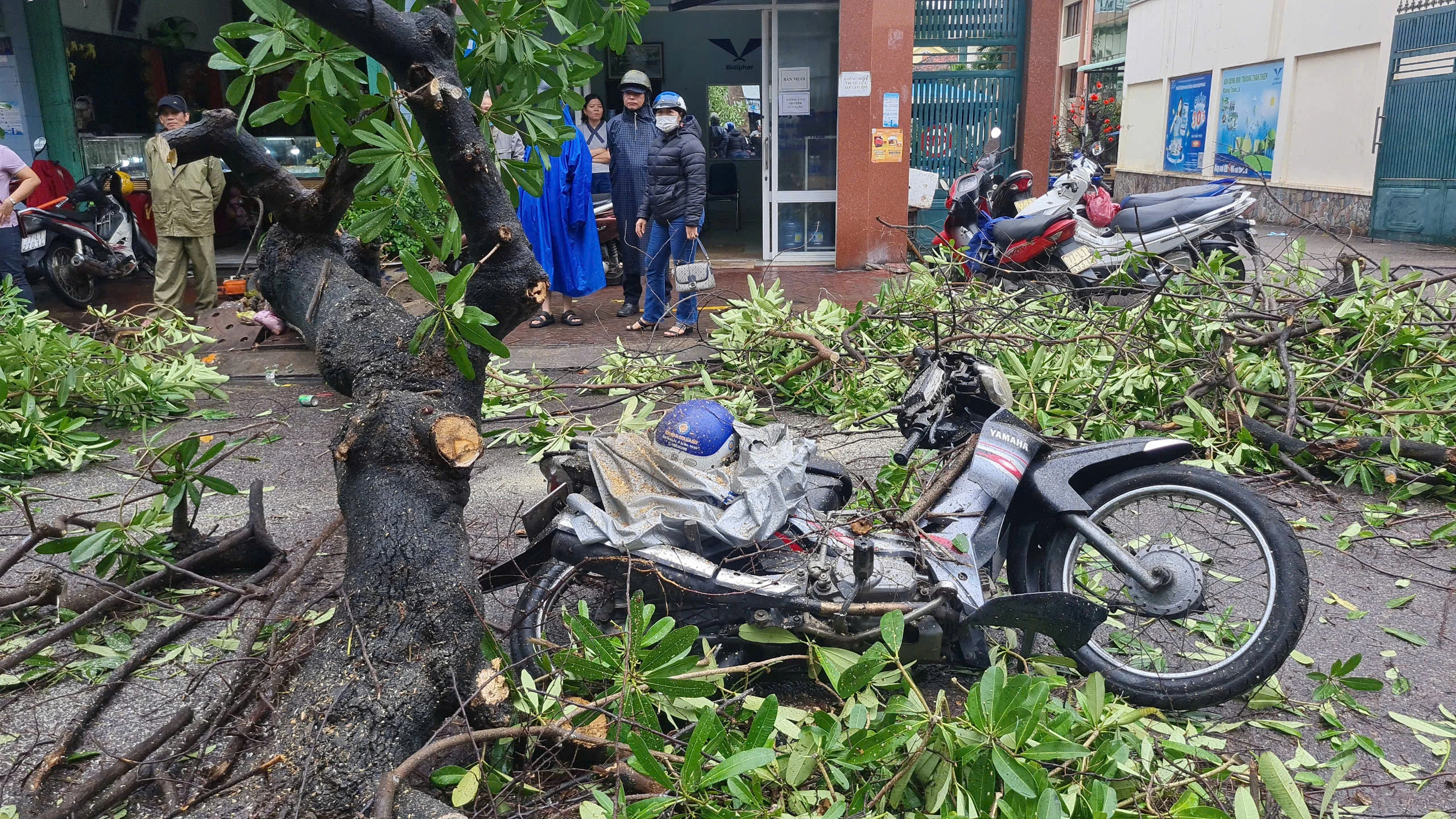 Cây hoa sữa lớn bật gốc ngã đè người đi đường