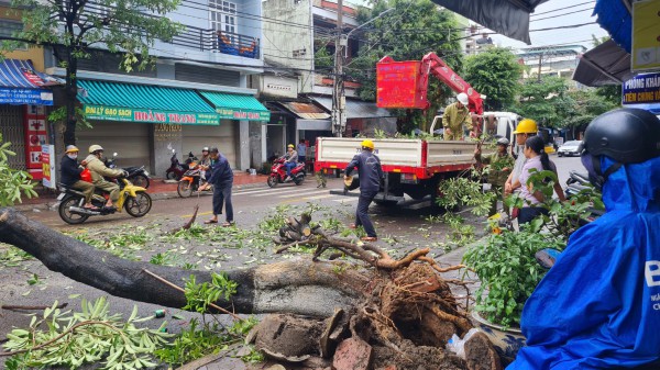 Cây hoa sữa lớn bật gốc ngã đè người đi đường