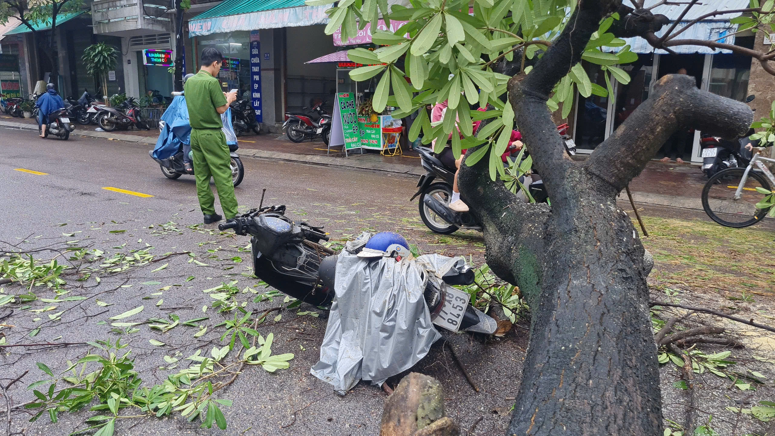 Cây hoa sữa lớn bật gốc ngã đè người đi đường