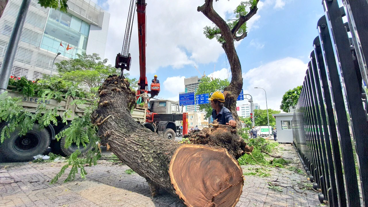 Cây xanh không có lỗi !