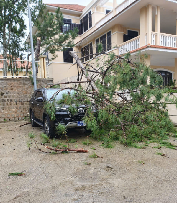 Cây xanh ngã đổ đè nhiều ô tô ở  P.Xuân Hương - Đà Lạt