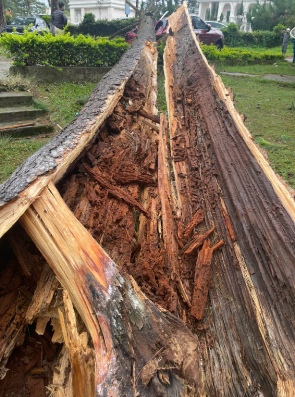 Cây xanh ngã đổ đè nhiều ô tô ở  P.Xuân Hương - Đà Lạt