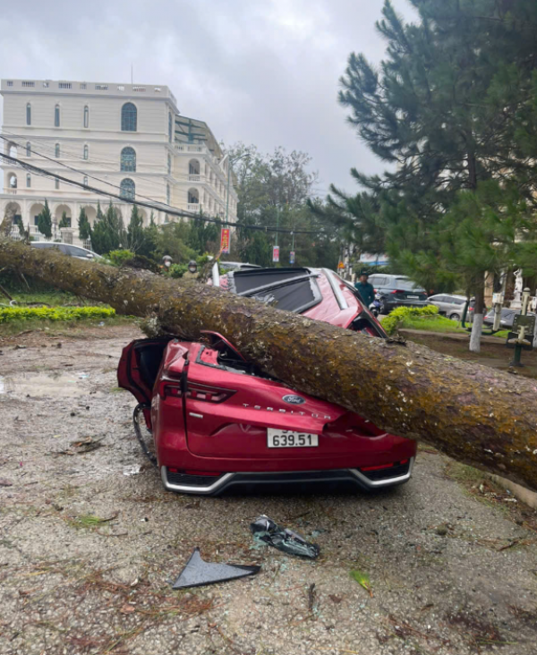 Cây xanh ngã đổ đè nhiều ô tô ở  P.Xuân Hương - Đà Lạt
