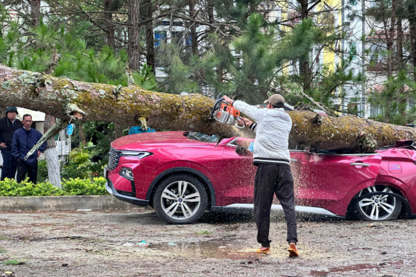 Cây xanh ngã đổ đè nhiều ô tô ở  P.Xuân Hương - Đà Lạt