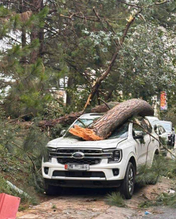 Cây xanh ngã đổ đè nhiều ô tô ở  P.Xuân Hương - Đà Lạt