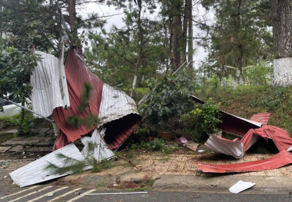 Cây xanh ngã đổ đè nhiều ô tô ở  P.Xuân Hương - Đà Lạt