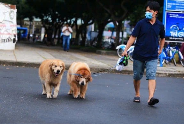 Chịu trách nhiệm hình sự tội gì nếu thú cưng gây chết người?