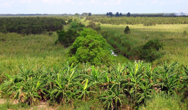 Chủ tịch Cà Mau yêu cầu xử lý nghiêm tình trạng chiếm đất rừng U Minh Hạ
