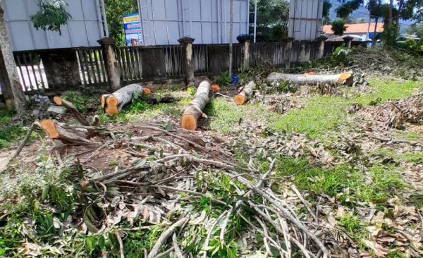 Cưa cây xanh trong trụ sở UBND xã để bán lấy tiền mua quà Cưa cây xanh trong trụ sở UBND xã để bán lấy tiền mua quà