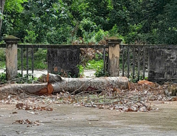 Cưa cây xanh trong trụ sở UBND xã để bán lấy tiền mua quà Cưa cây xanh trong trụ sở UBND xã để bán lấy tiền mua quà