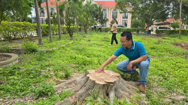 Cưa hạ hàng loạt cây xanh trong khuôn viên xã để... bán củi, sửa trụ sở cũ Cưa hạ hàng loạt cây xanh trong khuôn viên xã để... bán củi, sửa trụ sở cũ