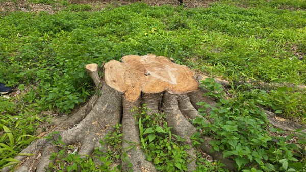 Cưa hạ hàng loạt cây xanh trong khuôn viên xã để... bán củi, sửa trụ sở cũ Cưa hạ hàng loạt cây xanh trong khuôn viên xã để... bán củi, sửa trụ sở cũ