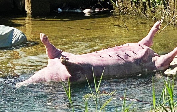 Dịch tả heo châu Phi diễn biến phức tạp, TP.Đà Nẵng ra công điện phòng chống Dịch tả heo châu Phi diễn biến phức tạp, TP.Đà Nẵng ra công điện phòng chống