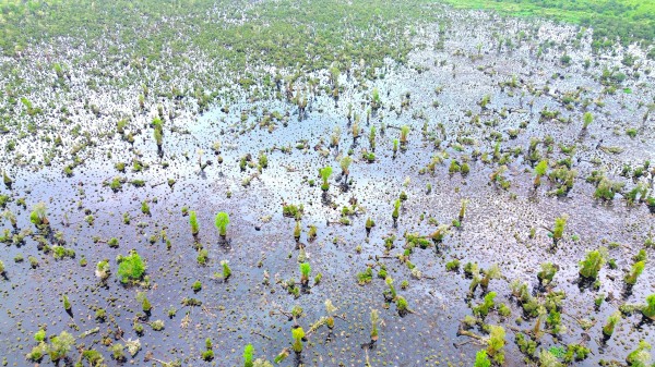 Gần 860 ha rừng tại U Minh Hạ suy thoái, suy kiệt chưa rõ nguyên nhân