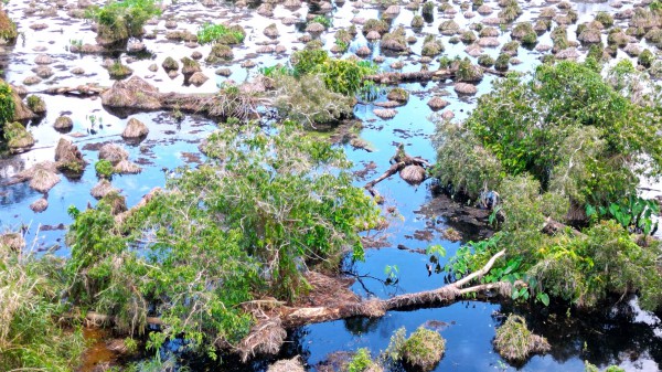Gần 860 ha rừng tại U Minh Hạ suy thoái, suy kiệt chưa rõ nguyên nhân