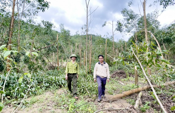 Gia Lai: 57.000 ha rừng bị hư hại do bão Kalmaegi Gia Lai: 57.000 ha rừng bị hư hại do bão Kalmaegi