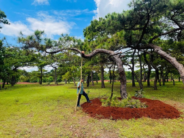Gia Lai: Yêu cầu FLC tăng cường bảo vệ rừng thông cổ thụ Đăk Đoa Gia Lai: Yêu cầu FLC tăng cường bảo vệ rừng thông cổ thụ Đăk Đoa