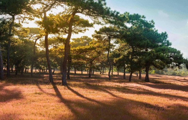 Gia Lai chấp thuận dự án sân golf Đăk Đoa hơn 1.150 tỉ đồng Gia Lai chấp thuận dự án sân golf Đăk Đoa hơn 1.150 tỉ đồng