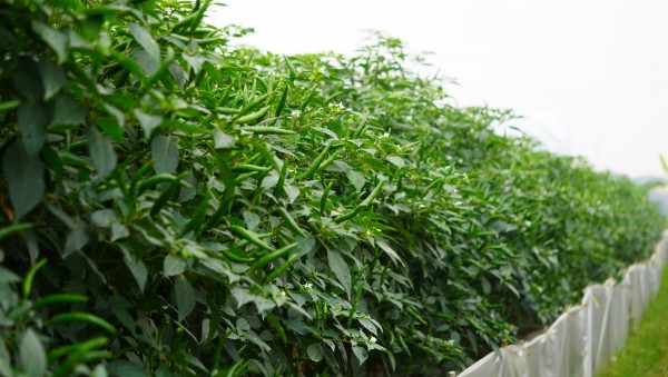 Giá ớt lập kỷ lục, nông dân Thanh Hóa… mất ngủ Giá ớt lập kỷ lục, nông dân Thanh Hóa… mất ngủ