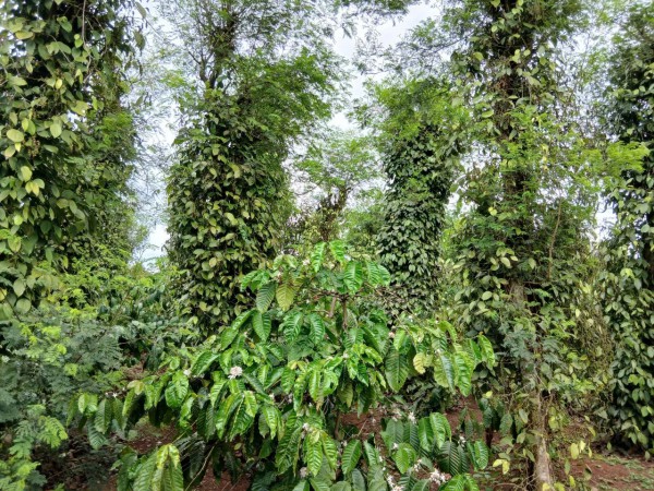 Giá tiêu tăng cao, ‘vàng đen’ Gia Lai hồi sinh