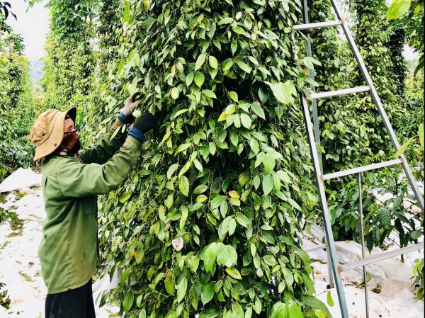 Giá tiêu tăng cao, ‘vàng đen’ Gia Lai hồi sinh