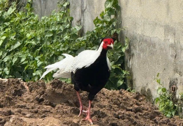 Giao nộp gà lôi trắng cho Chi cục Kiểm lâm TP.HCM Giao nộp gà lôi trắng cho Chi cục Kiểm lâm TP.HCM