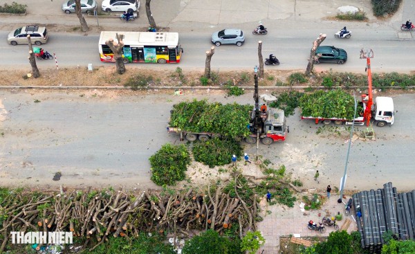 Hà Nội: Chặt hạ, dịch chuyển hàng xà cừ cổ thụ trên đường 70 Hà Nội: Chặt hạ, dịch chuyển hàng xà cừ cổ thụ trên đường 70