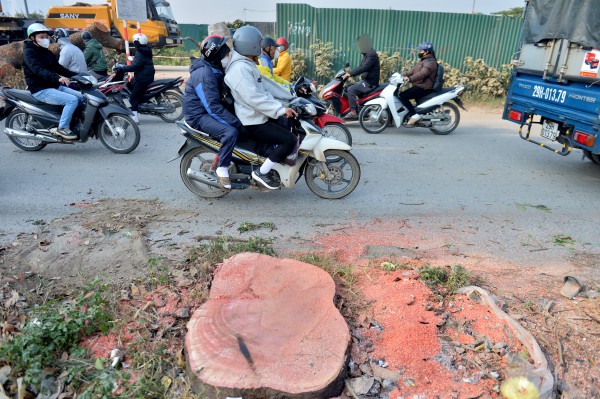 Hà Nội: Chặt hạ, dịch chuyển hàng xà cừ cổ thụ trên đường 70 Hà Nội: Chặt hạ, dịch chuyển hàng xà cừ cổ thụ trên đường 70