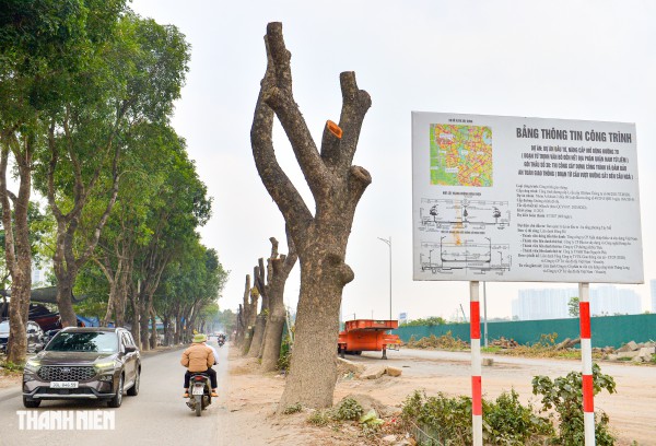 Hà Nội: Chặt hạ, dịch chuyển hàng xà cừ cổ thụ trên đường 70 Hà Nội: Chặt hạ, dịch chuyển hàng xà cừ cổ thụ trên đường 70